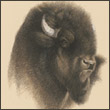 BLACKBULL